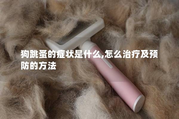 狗跳蚤的症状是什么,怎么治疗及预防的方法