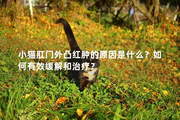 小猫肛门外凸红肿的原因是什么？如何有效缓解和治疗？