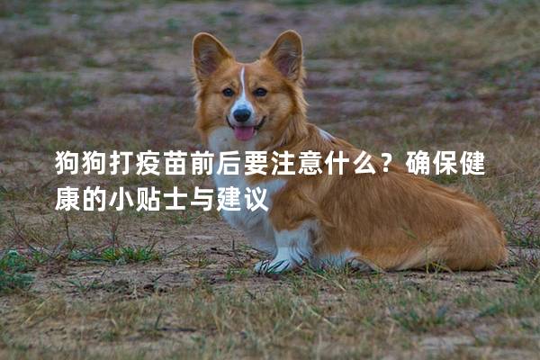 狗狗打疫苗前后要注意什么？确保健康的小贴士与建议