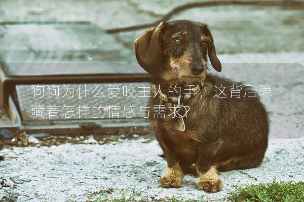 狗狗为什么爱咬主人的手，这背后隐藏着怎样的情感与需求？