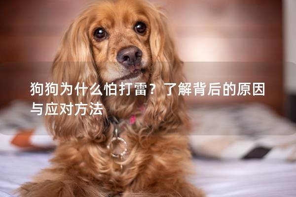 狗狗为什么怕打雷？了解背后的原因与应对方法