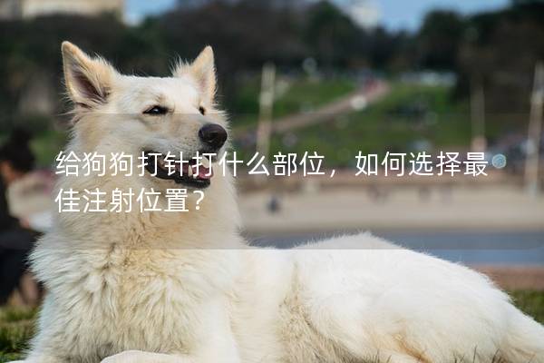 给狗狗打针打什么部位，如何选择最佳注射位置？