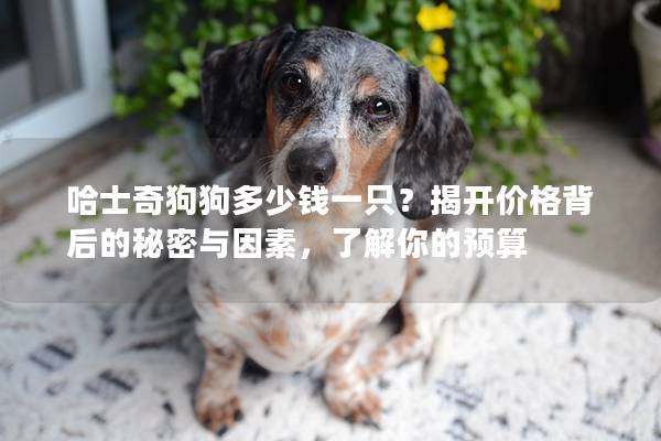 哈士奇狗狗多少钱一只？揭开价格背后的秘密与因素，了解你的预算