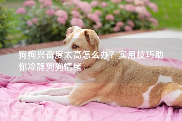 狗狗兴奋度太高怎么办？实用技巧助你冷静狗狗情绪