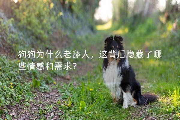 狗狗为什么老舔人，这背后隐藏了哪些情感和需求？
