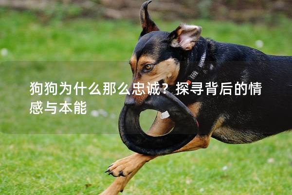 狗狗为什么那么忠诚？探寻背后的情感与本能
