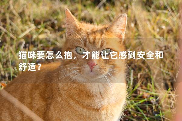 猫咪要怎么抱，才能让它感到安全和舒适？