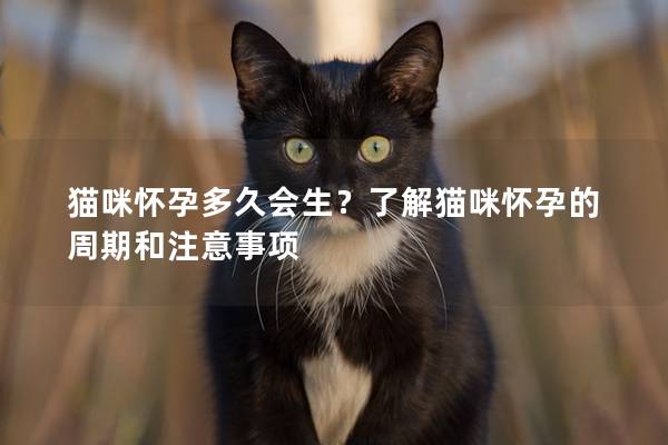 猫咪怀孕多久会生？了解猫咪怀孕的周期和注意事项