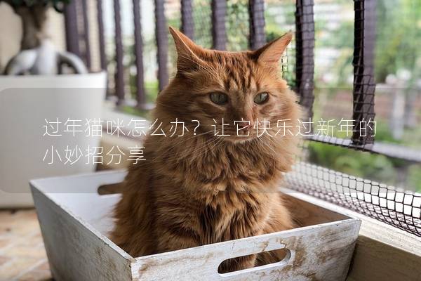 过年猫咪怎么办？让它快乐过新年的小妙招分享