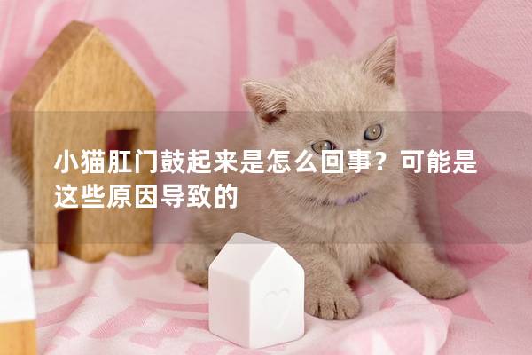 小猫肛门鼓起来是怎么回事？可能是这些原因导致的