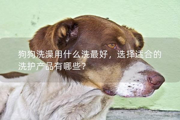 狗狗洗澡用什么洗最好，选择适合的洗护产品有哪些？