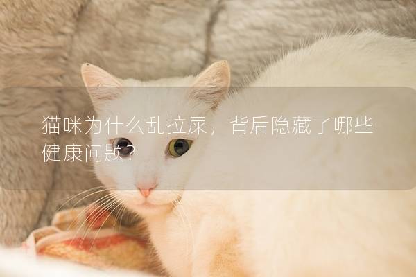 猫咪为什么乱拉屎，背后隐藏了哪些健康问题？