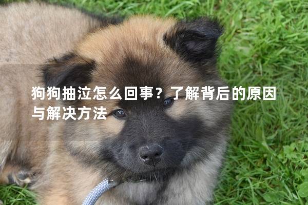 狗狗抽泣怎么回事？了解背后的原因与解决方法