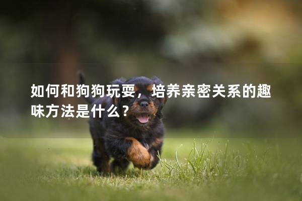 如何和狗狗玩耍，培养亲密关系的趣味方法是什么？