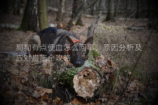 狗狗有点便血怎么回事，原因分析及应对措施全攻略