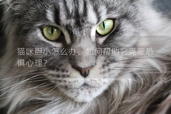 猫咪胆小怎么办，如何帮助它克服恐惧心理？