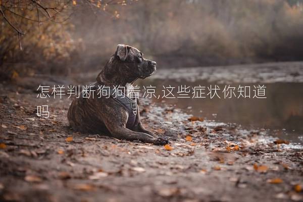 怎样判断狗狗着凉,这些症状你知道吗