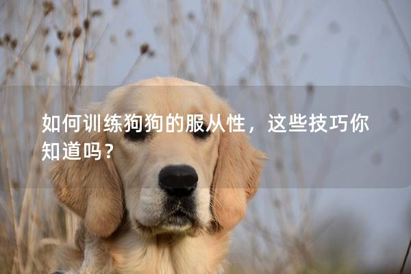 如何训练狗狗的服从性，这些技巧你知道吗？