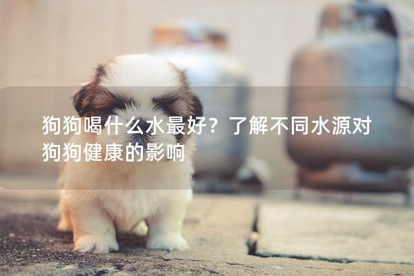 狗狗喝什么水最好？了解不同水源对狗狗健康的影响