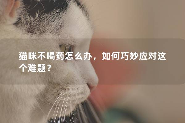 猫咪不喝药怎么办，如何巧妙应对这个难题？