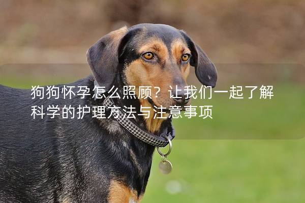 狗狗怀孕怎么照顾？让我们一起了解科学的护理方法与注意事项