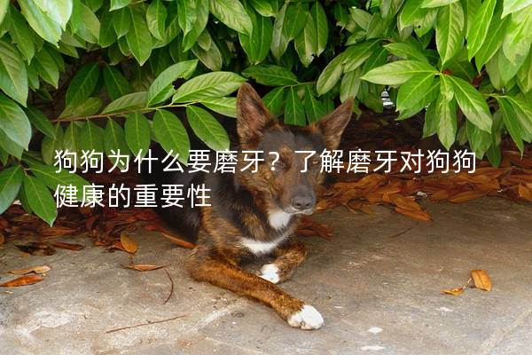 狗狗为什么要磨牙？了解磨牙对狗狗健康的重要性