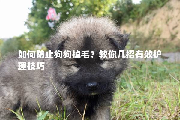 如何防止狗狗掉毛？教你几招有效护理技巧