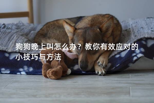 狗狗晚上叫怎么办？教你有效应对的小技巧与方法