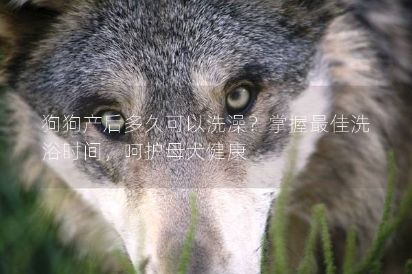 狗狗产后多久可以洗澡？掌握最佳洗浴时间，呵护母犬健康