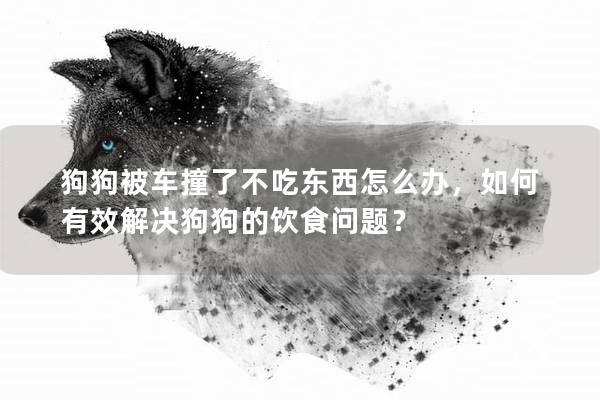 狗狗被车撞了不吃东西怎么办，如何有效解决狗狗的饮食问题？