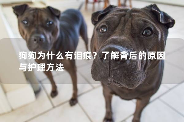 狗狗为什么有泪痕？了解背后的原因与护理方法