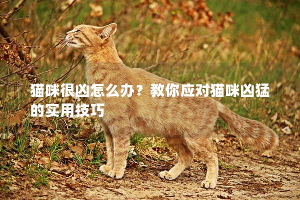 猫咪很凶怎么办？教你应对猫咪凶猛的实用技巧