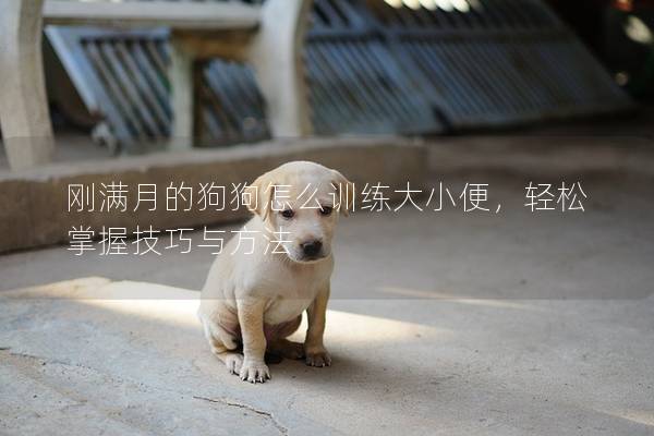 刚满月的狗狗怎么训练大小便，轻松掌握技巧与方法