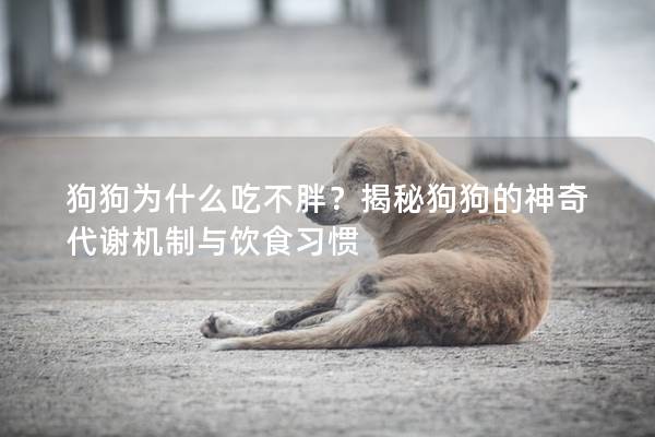 狗狗为什么吃不胖？揭秘狗狗的神奇代谢机制与饮食习惯