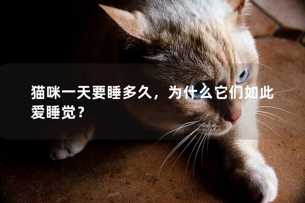 猫咪一天要睡多久，为什么它们如此爱睡觉？