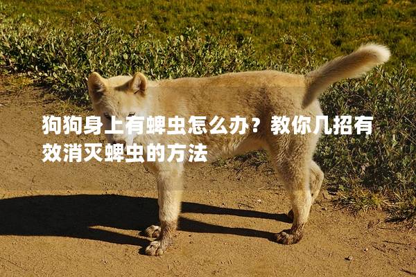 狗狗身上有蜱虫怎么办？教你几招有效消灭蜱虫的方法