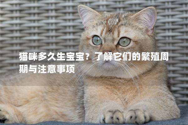 猫咪多久生宝宝？了解它们的繁殖周期与注意事项