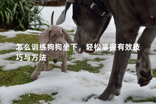 怎么训练狗狗坐下，轻松掌握有效技巧与方法