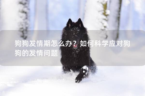 狗狗发情期怎么办？如何科学应对狗狗的发情问题