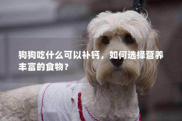 狗狗吃什么可以补钙，如何选择营养丰富的食物？
