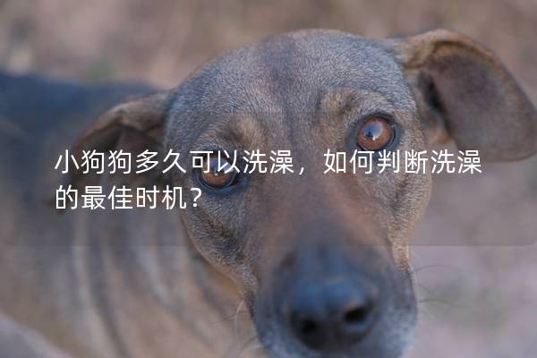小狗狗多久可以洗澡，如何判断洗澡的最佳时机？