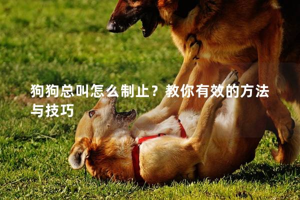 狗狗总叫怎么制止？教你有效的方法与技巧