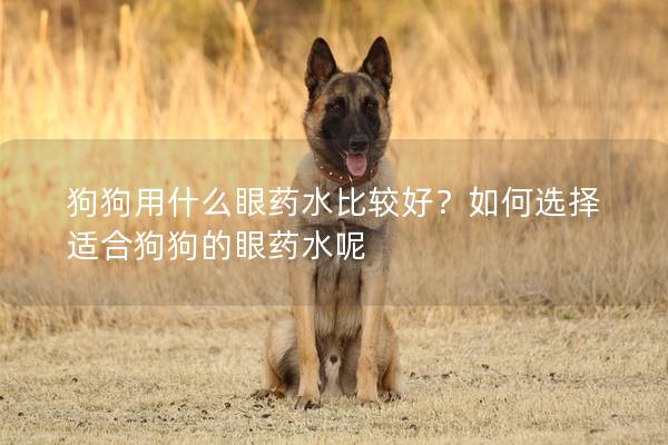 狗狗用什么眼药水比较好？如何选择适合狗狗的眼药水呢