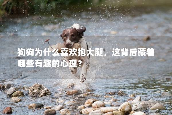 狗狗为什么喜欢抱大腿，这背后藏着哪些有趣的心理？