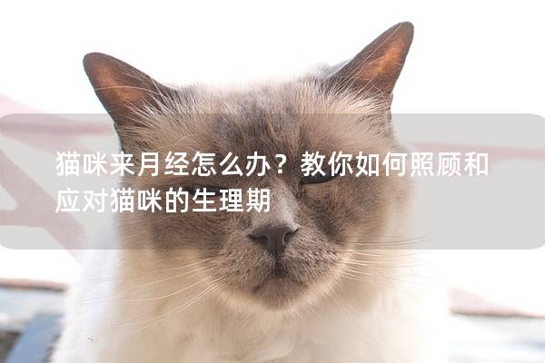 猫咪来月经怎么办？教你如何照顾和应对猫咪的生理期