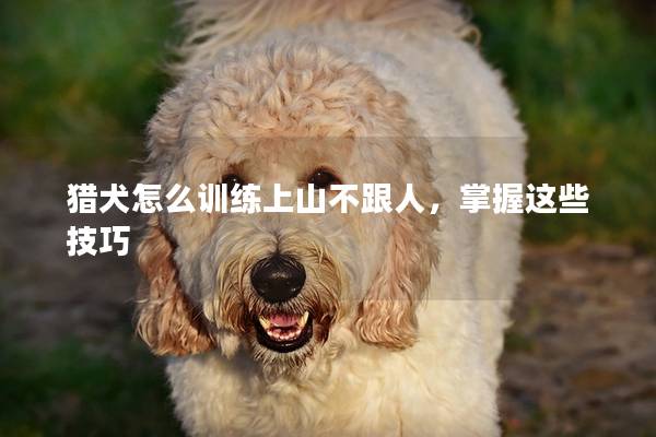 猎犬怎么训练上山不跟人，掌握这些技巧
