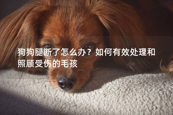 狗狗腿断了怎么办？如何有效处理和照顾受伤的毛孩