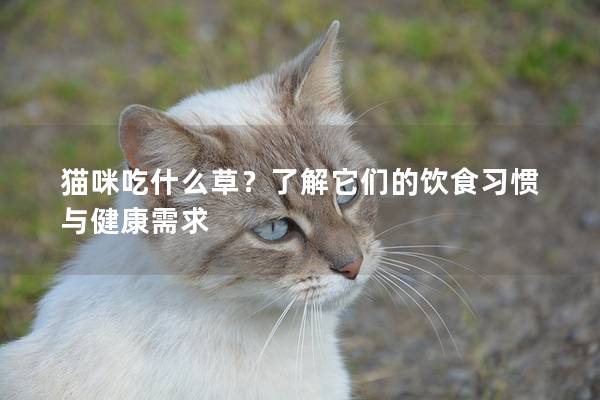 猫咪吃什么草？了解它们的饮食习惯与健康需求