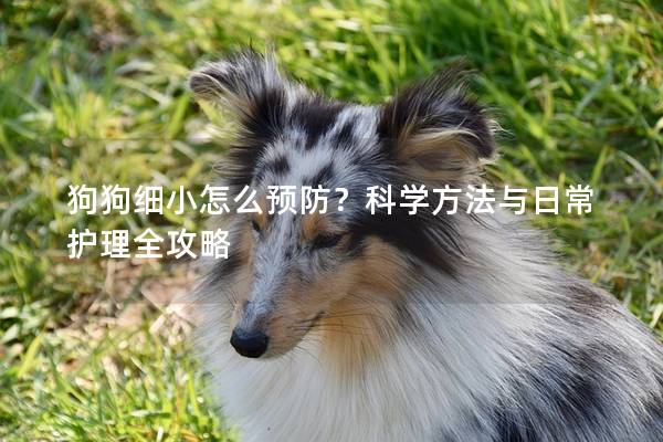 狗狗细小怎么预防？科学方法与日常护理全攻略