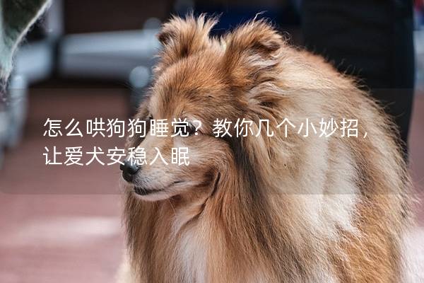 怎么哄狗狗睡觉？教你几个小妙招，让爱犬安稳入眠